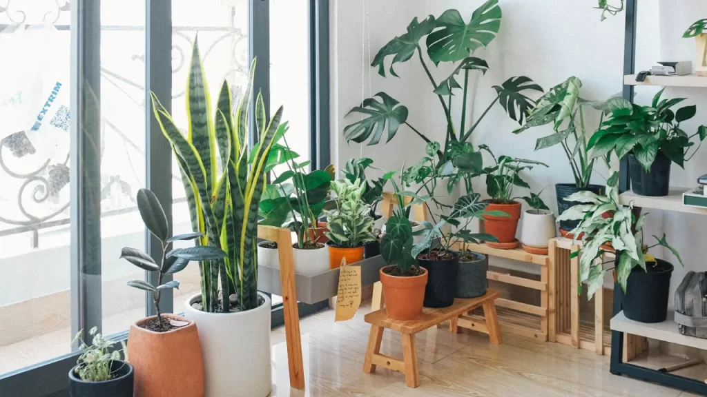plantas zen para vasos